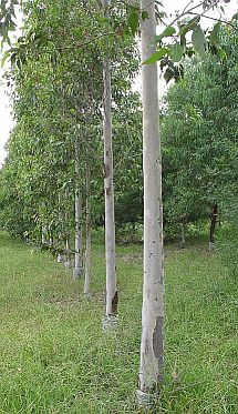 WesternSydneyParklands